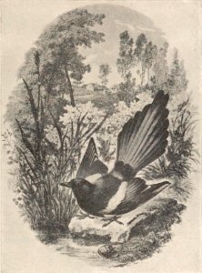 Daubigny - Delteil, 024