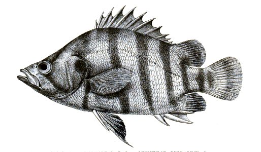Datnoides polota Ford 24