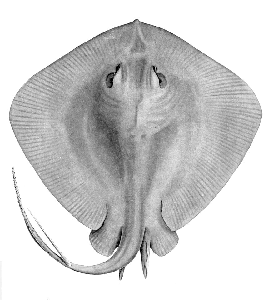 Dasyatis brevicaudata