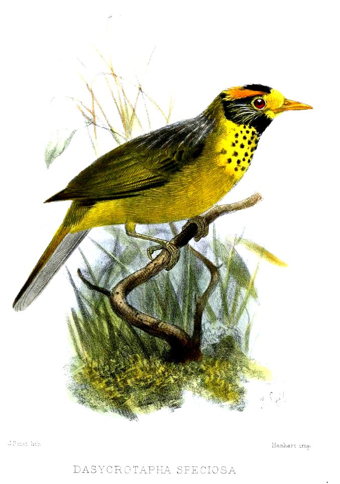 DasycrotaphaSpeciosaSmit