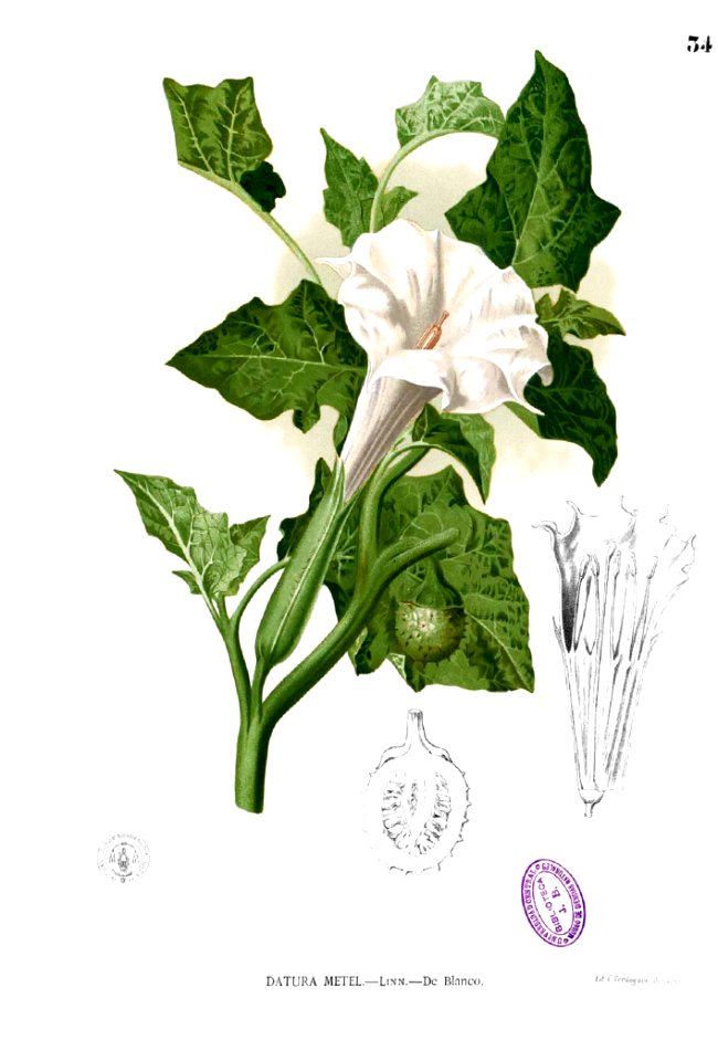 Datura metel Blanco1.34