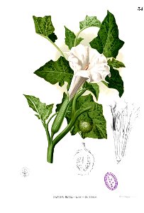Datura metel Blanco1.34