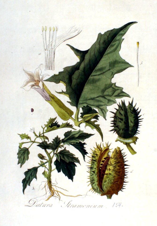 Datura stramonium — Flora Batava — Volume v2