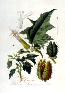 Datura stramonium — Flora Batava — Volume v2