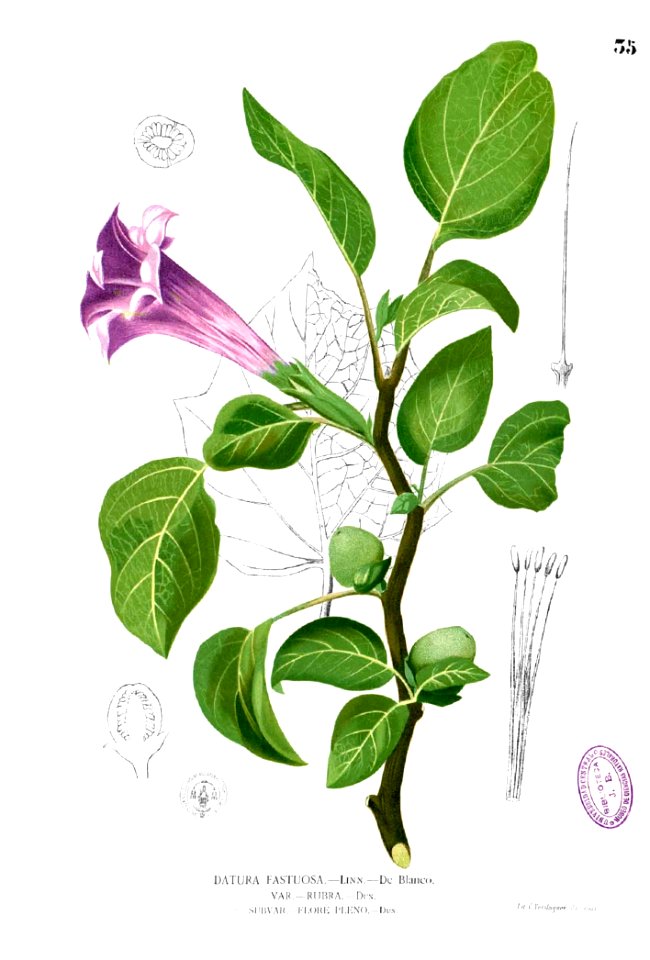 Datura metel Blanco1.35