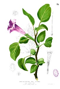 Datura metel Blanco1.35