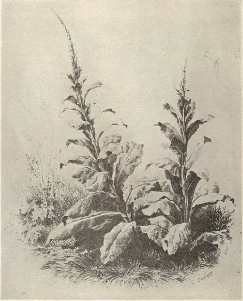 Daubigny - Delteil, 131