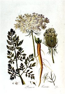 Daucus carota — Flora Batava — Volume v2