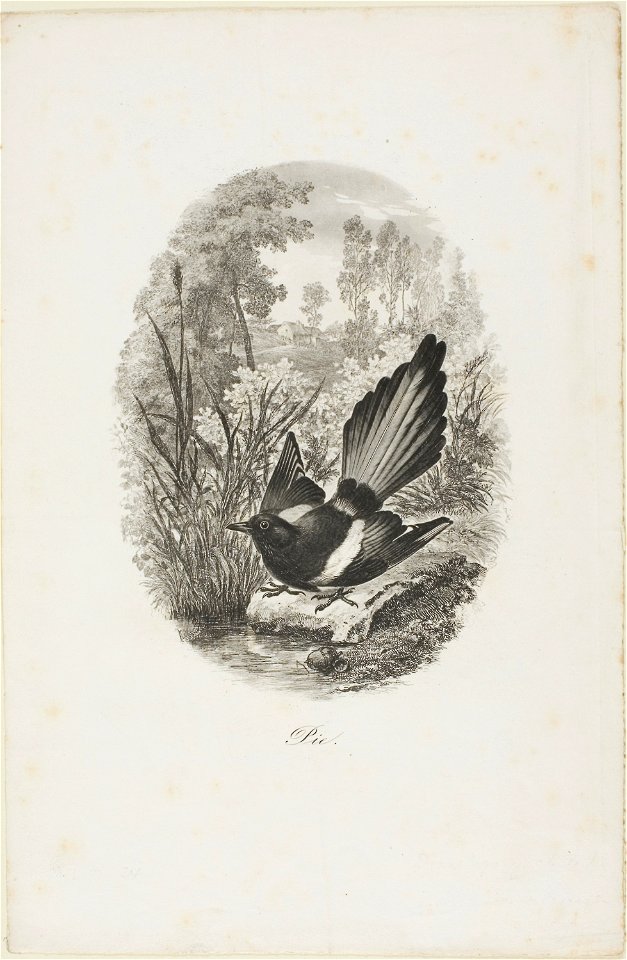 Daubigny - The Magpie, 1965.856