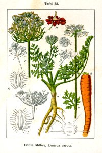 Daucus carota Sturm12033