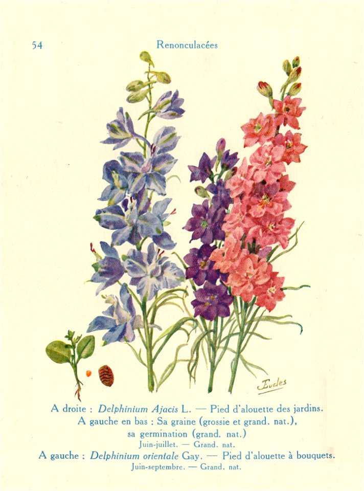 Dauphinelles-J.Eudes-054