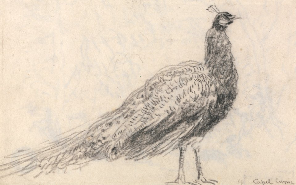David Cox - Peacock at Capel Curig - Google Art Project