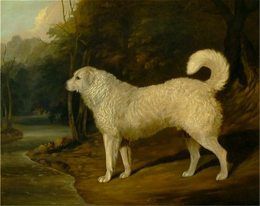 David Dalby of York - Portrait of a Dog, Ross - Google Art Project. Free illustration for personal and commercial use.