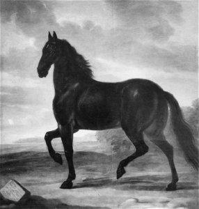 David Klöcker Ehrenstrahl - Frisk, rijpaard van Karel XI - NMGrh 1219 - National Portrait Gallery of Sweden