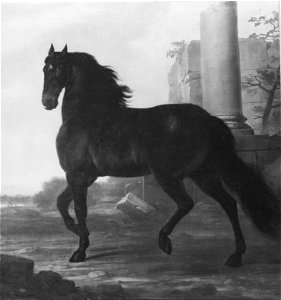 David Klöcker Ehrenstrahl - Monarcha, rijpaard van Karel XI - NMGrh 134 - National Portrait Gallery of Sweden