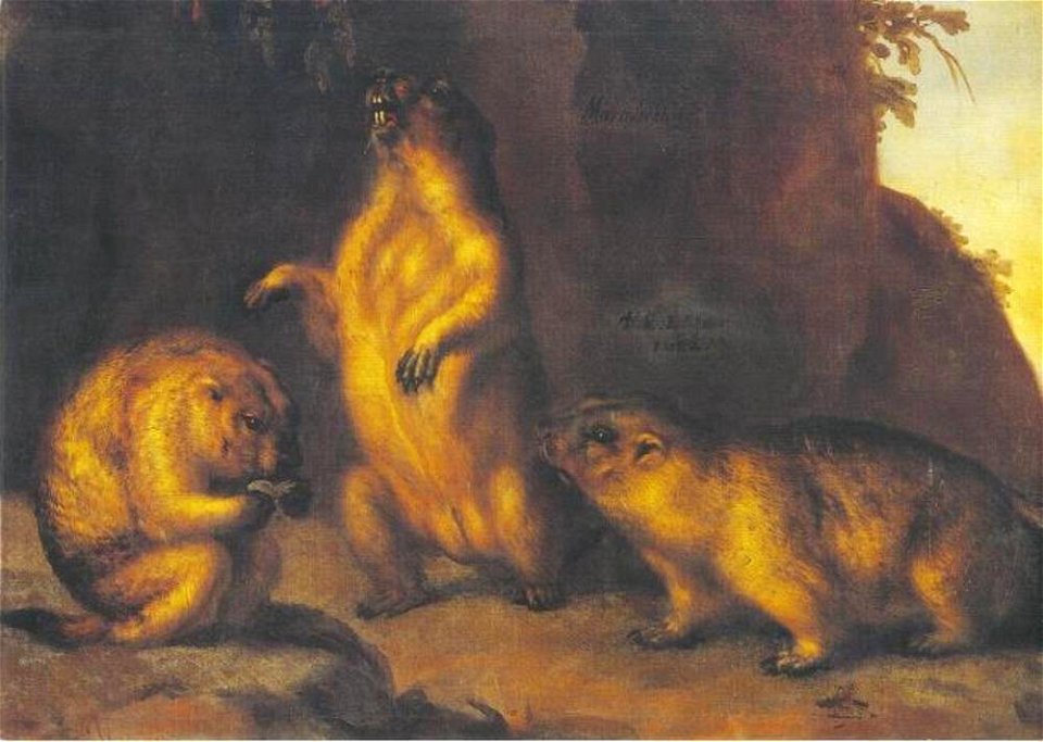 David Klöcker Ehrenstrahl - Drie marmotten - NMGrh 827 - Nationalmuseum
