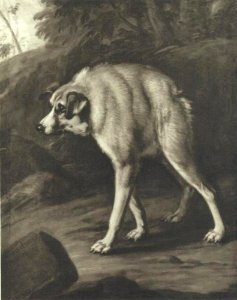 David Klöcker Ehrenstrahl - Hond met misvormd lijf - NMStrh 32 - Nationalmuseum