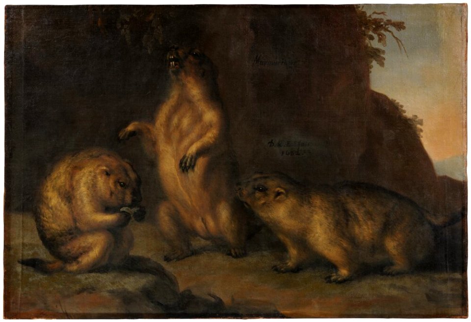 David Klöcker Ehrenstrahl - Murmeldjur - NMDrh 754 - Nationalmuseum
