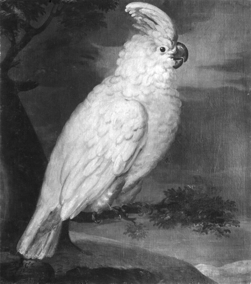 David von Cöln - Vit papegoja kakadua - NMGrh 626 - Nationalmuseum