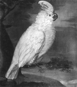 David von Cöln - Vit papegoja kakadua - NMGrh 626 - Nationalmuseum