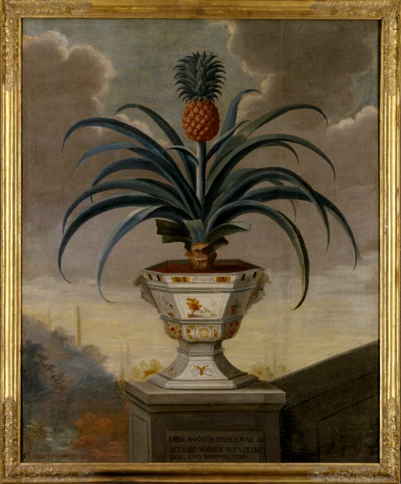 David von Cöln - Ananas i kruka - NMGrh 1308 - Nationalmuseum