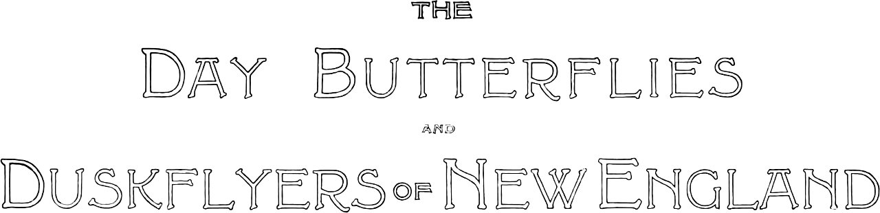 Day Butterflies and Duskflyers-003