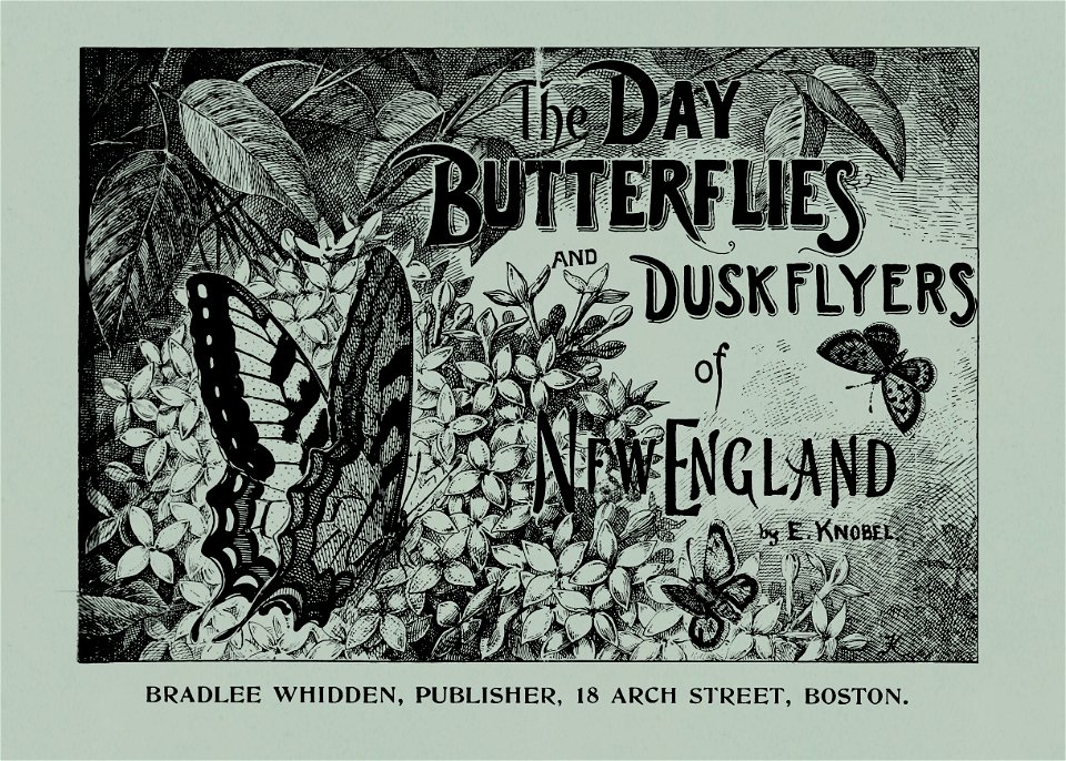 Day Butterflies and Duskflyers-0001