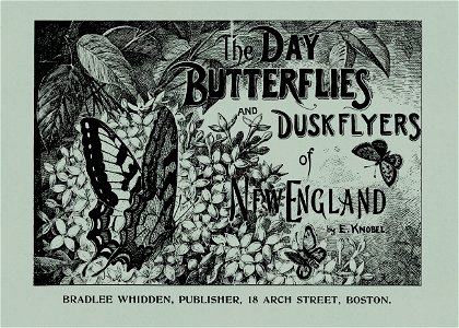 Day Butterflies and Duskflyers-0001