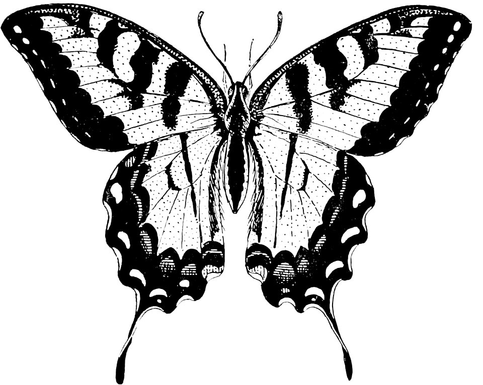 Day Butterflies and Duskflyers-012