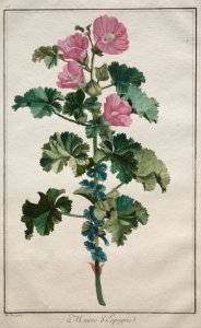 De Seve (French) - Recueil de vingtquatre plantes et fleurs, Mallow - 1949.413 - Cleveland Museum of Art