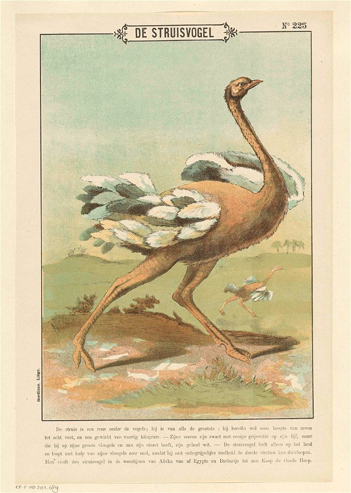 De struisvogel