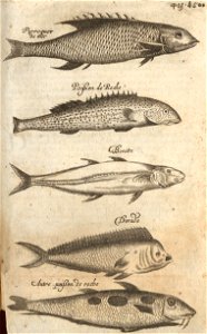De Visschen van de Zee en van de Rivieren - BNA-DIG-KOSTBARE-0427-035