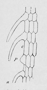 De voeding der planten(1886) p038 afb11
