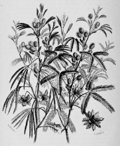 De voeding der planten(1886) p020 afb01