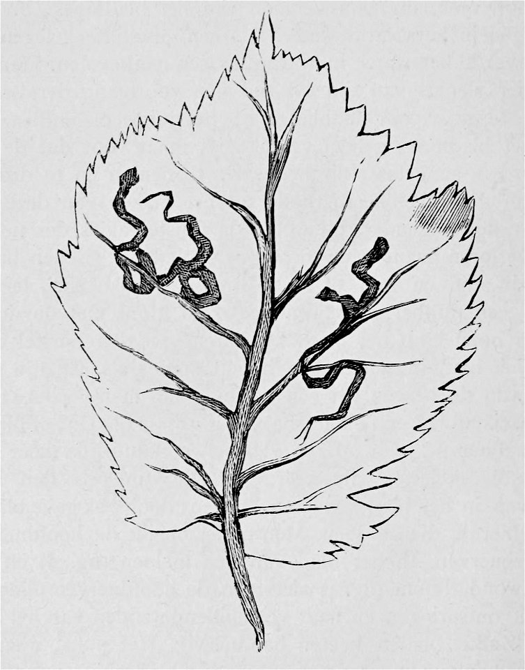 De voeding der planten(1886) p034 afb07
