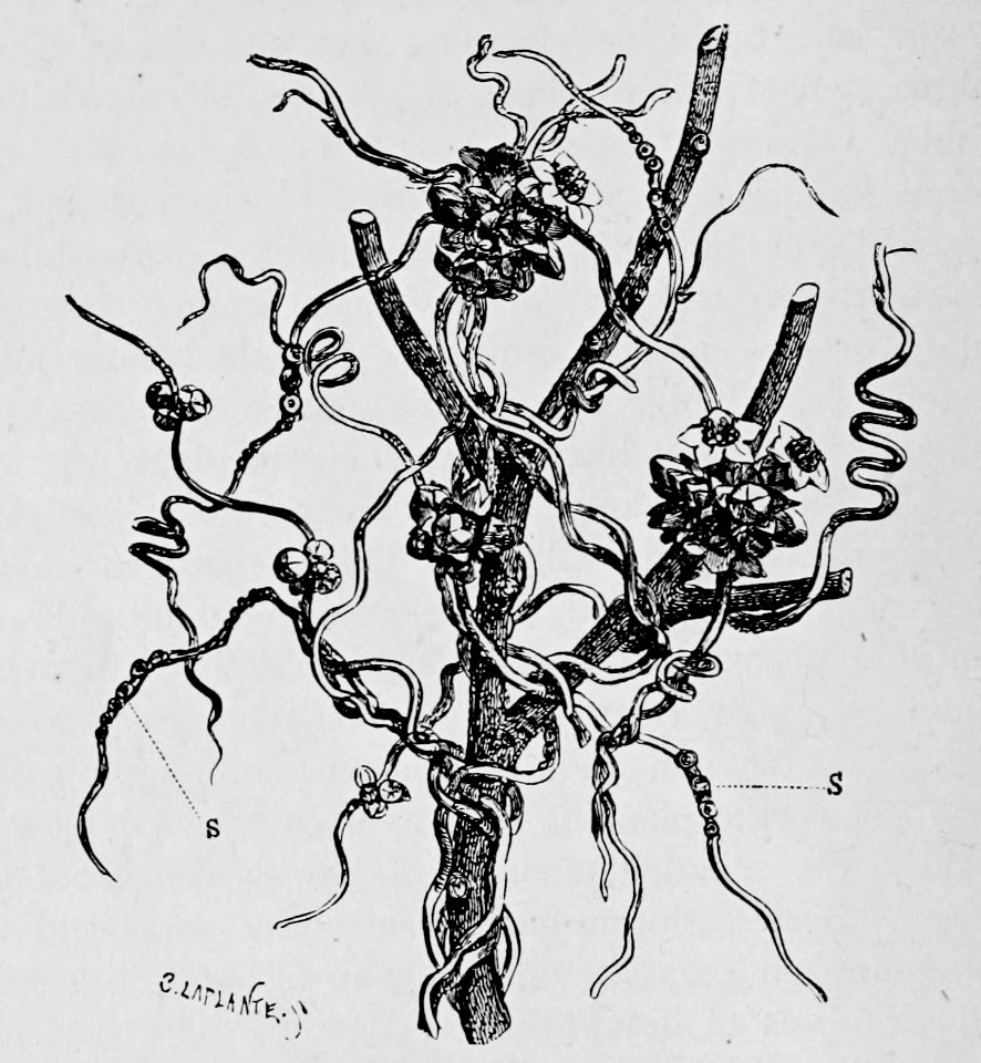 De voeding der planten(1886) p044 afb16