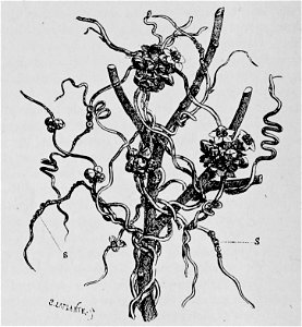 De voeding der planten(1886) p044 afb16