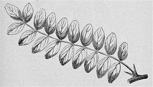 De voeding der planten(1886) p029 afb03