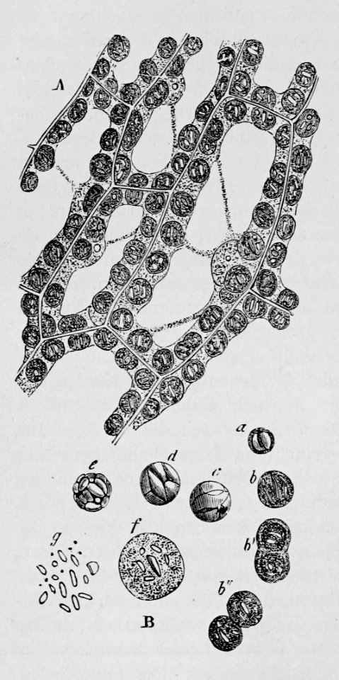 De voeding der planten(1886) p050 afb18