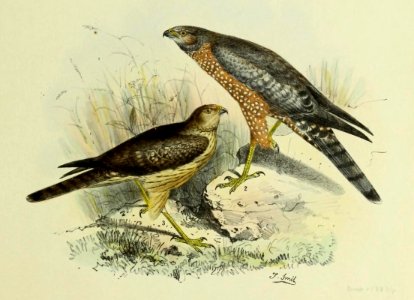De vogels van Nederlandsch Indie - Circus assimilis