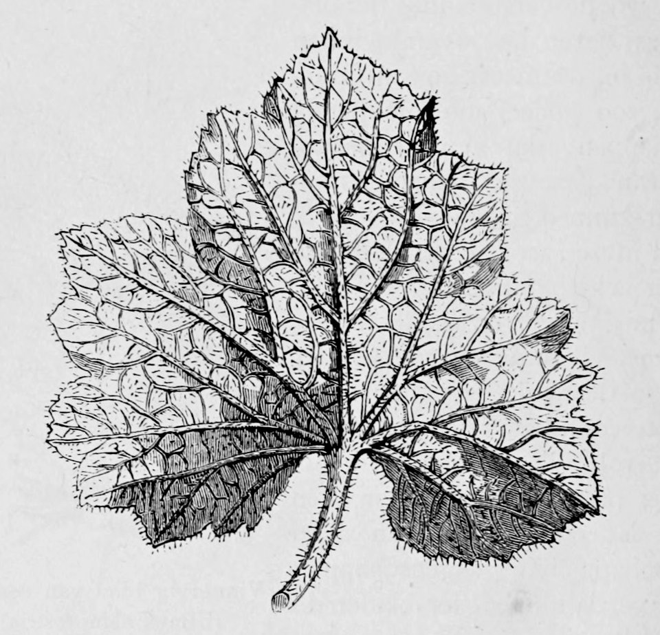 De voeding der planten(1886) p032 afb06