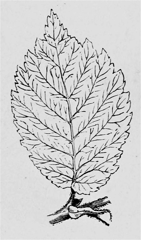 De voeding der planten(1886) p031 afb05