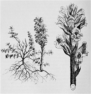 De voeding der planten(1886) p042 afb14and15