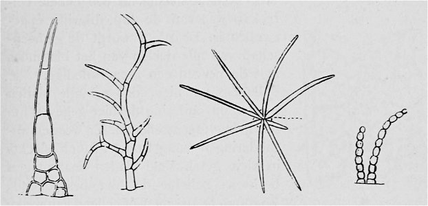 De voeding der planten(1886) p039 afb12