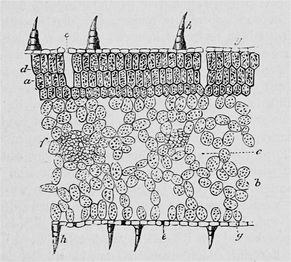 De voeding der planten(1886) p035 afb08