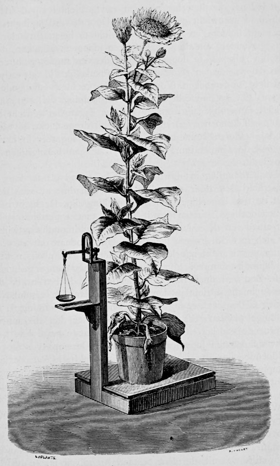 De voeding der planten(1886) p047 afb17