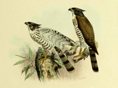 De vogels van Nederlandsch Indie - Accipiter trivirgatus 2