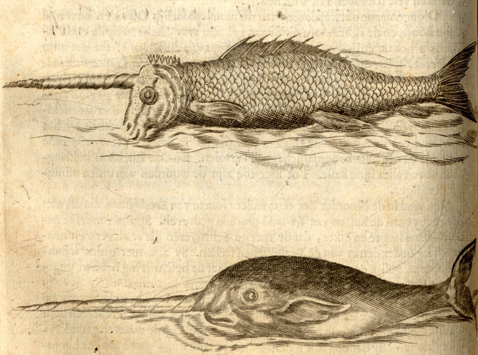 De Zee-Een-hoorn - BNA-DIG-KOSTBARE-0427-037