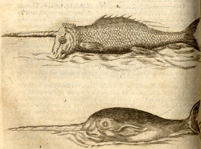 De Zee-Een-hoorn - BNA-DIG-KOSTBARE-0427-037