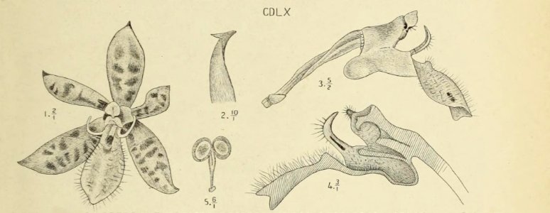 Die Orchideen von Java - fig. 459-461 (1912) - cropped 2